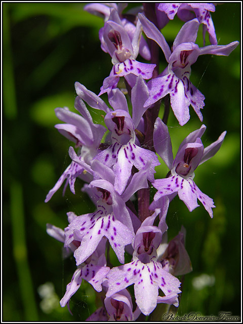 Dactylorhiza saccifera