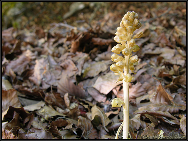 Ultime (quasi) orchidee delle Madonie