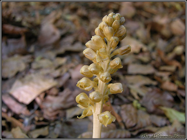 Ultime (quasi) orchidee delle Madonie