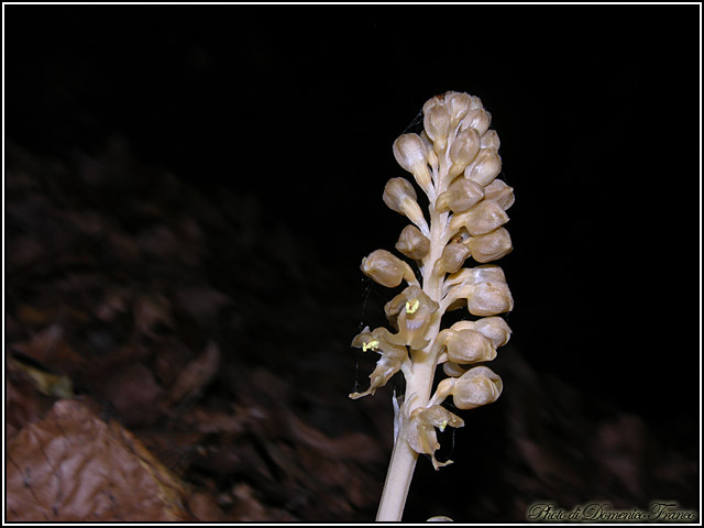 Ultime (quasi) orchidee delle Madonie