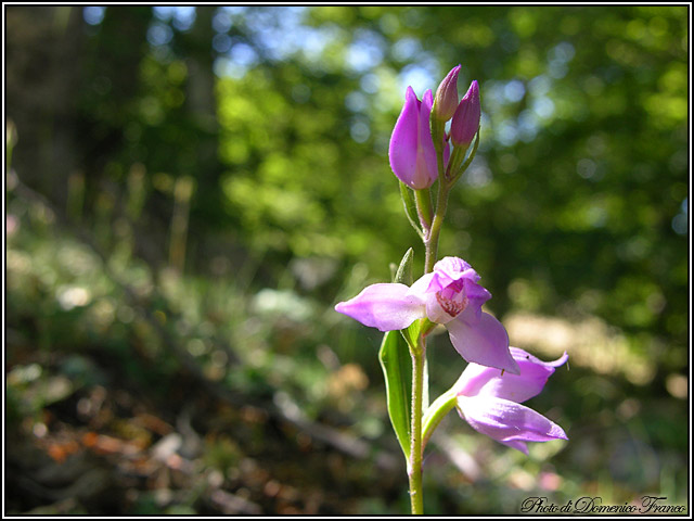 Ultime (quasi) orchidee delle Madonie