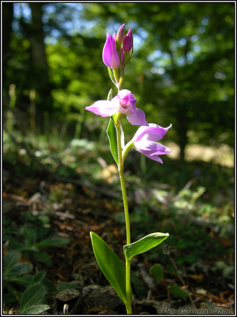 Ultime (quasi) orchidee delle Madonie