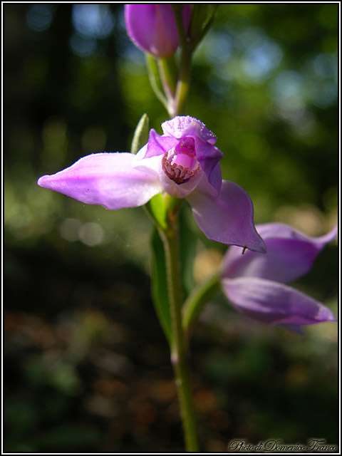 Ultime (quasi) orchidee delle Madonie