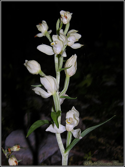 Ultime (quasi) orchidee delle Madonie