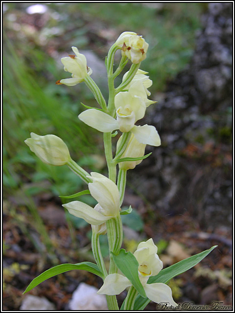 Ultime (quasi) orchidee delle Madonie