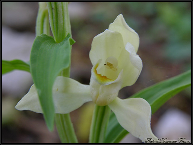 Ultime (quasi) orchidee delle Madonie