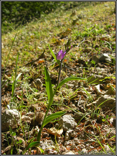 Ultime (quasi) orchidee delle Madonie