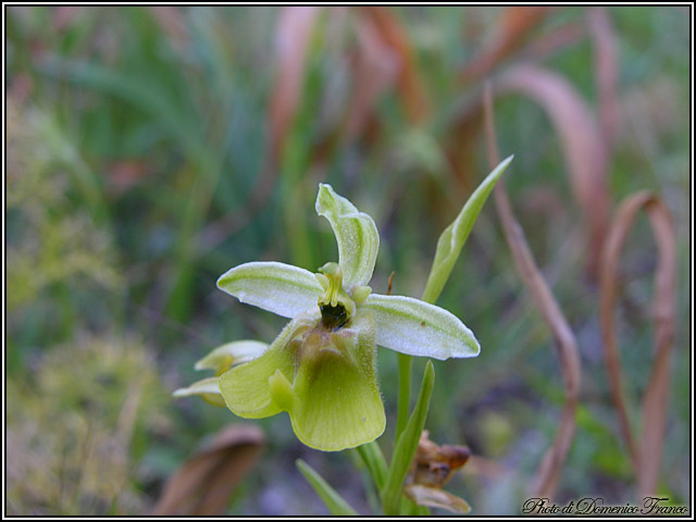 Ultime (quasi) orchidee delle Madonie