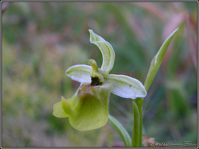 Ultime (quasi) orchidee delle Madonie