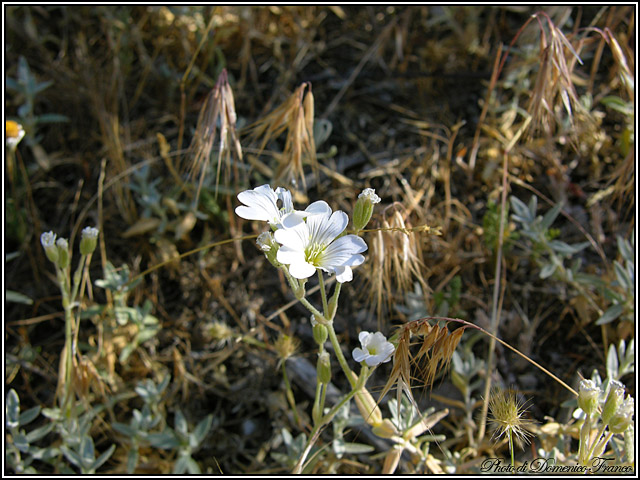 Cerastium tomentosum / Peverina tomentosa