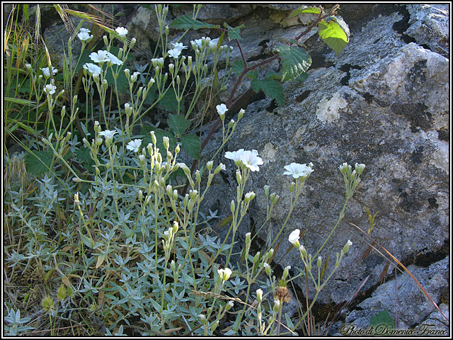 Cerastium tomentosum / Peverina tomentosa