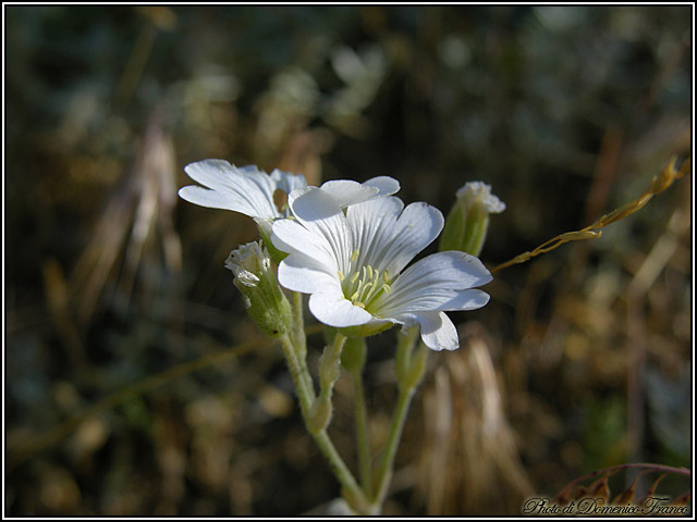 Cerastium tomentosum / Peverina tomentosa