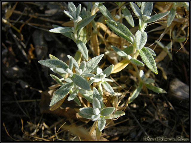 Cerastium tomentosum / Peverina tomentosa