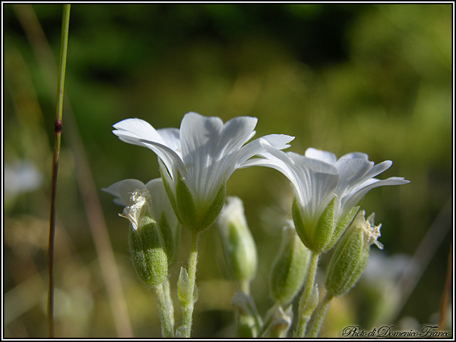 Cerastium tomentosum / Peverina tomentosa