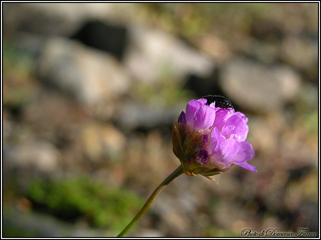 Armeria nebrodensis / Spillone dei Nebrodi