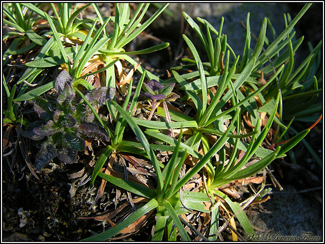 Armeria nebrodensis / Spillone dei Nebrodi