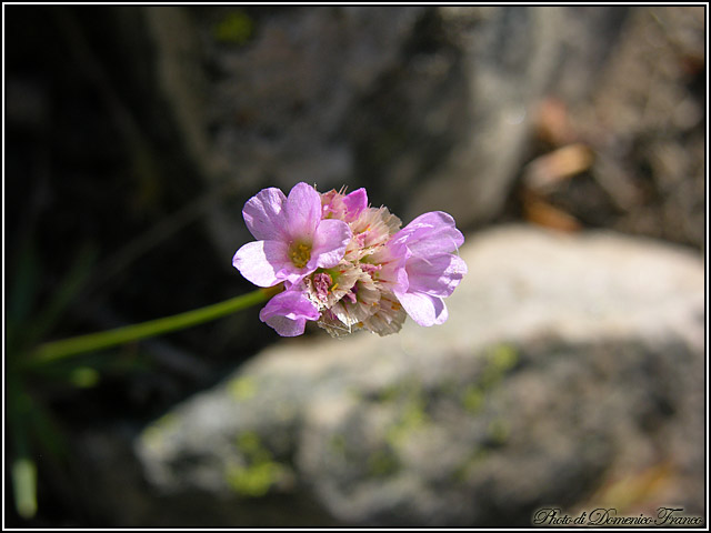 Armeria nebrodensis / Spillone dei Nebrodi