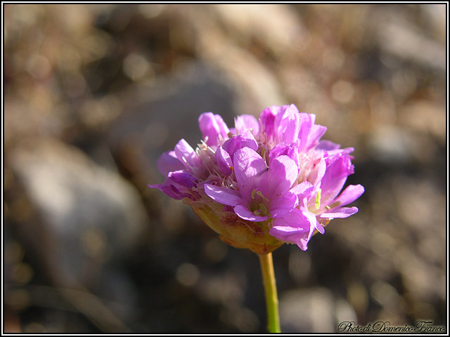 Armeria nebrodensis / Spillone dei Nebrodi