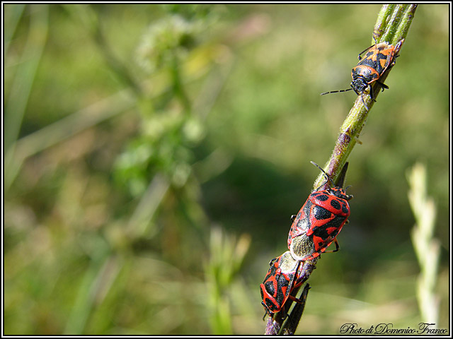 Eurydema sp.