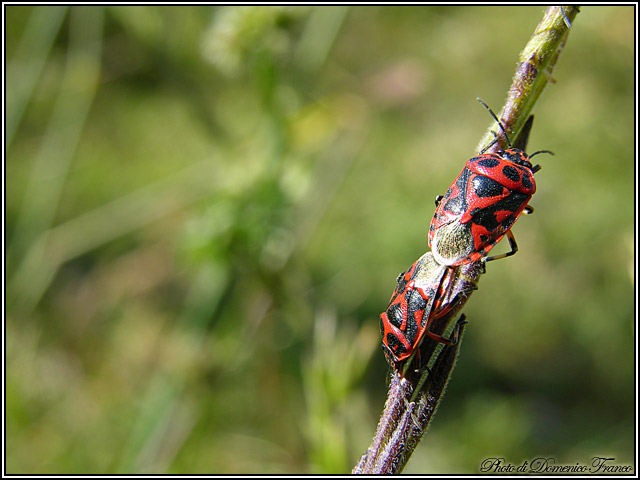 Eurydema sp.