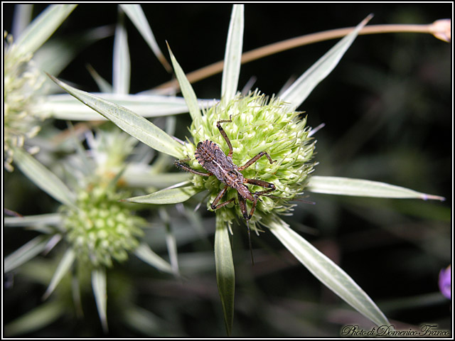 Rhynocoris erythropus