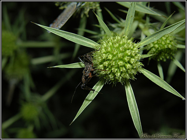 Rhynocoris erythropus