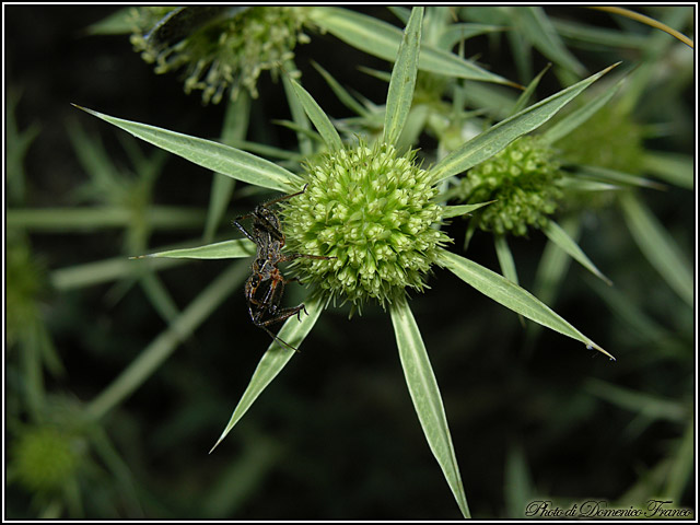 Rhynocoris erythropus