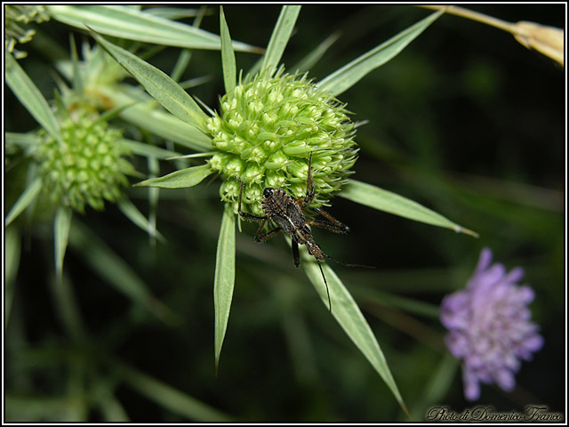 Rhynocoris erythropus