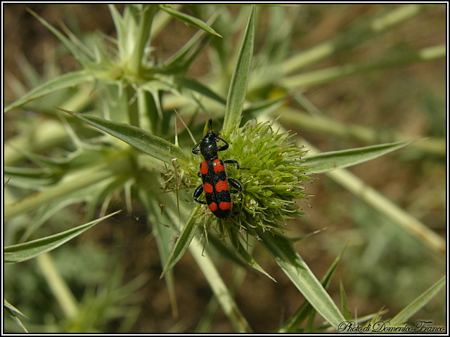 Trichodes leucopsideus