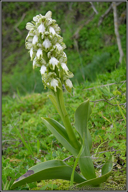 Barlia robertiana bianca 