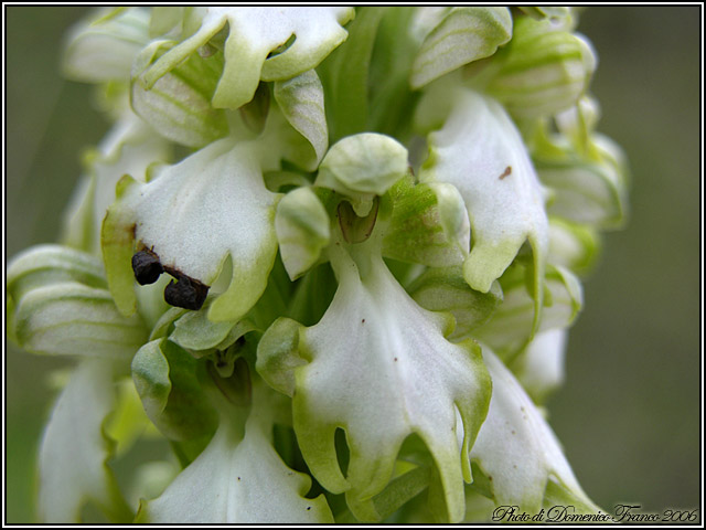 Barlia robertiana bianca 