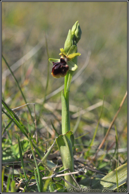 Ophrys garganica