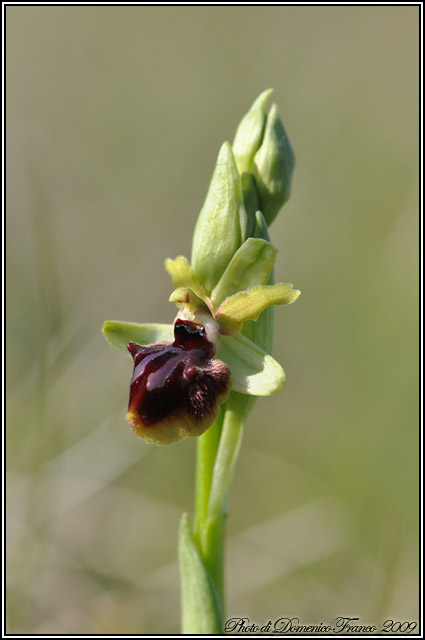 Ophrys garganica