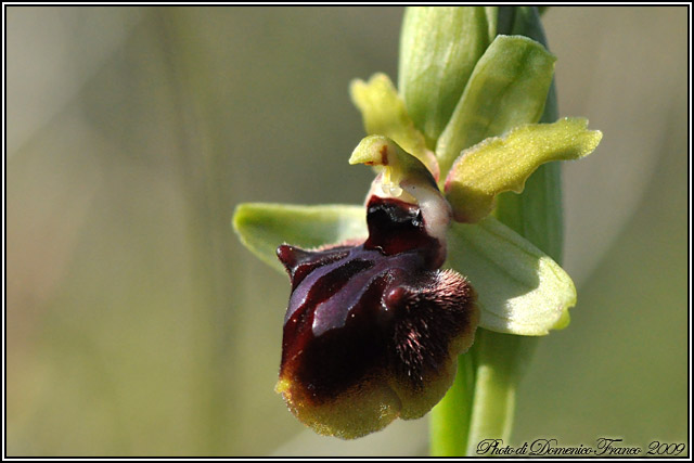 Ophrys garganica