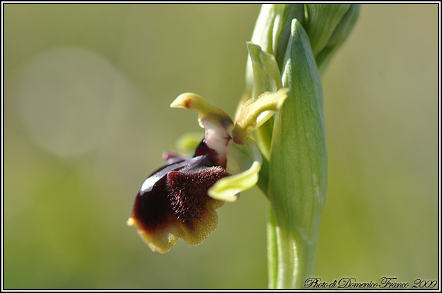 Ophrys garganica