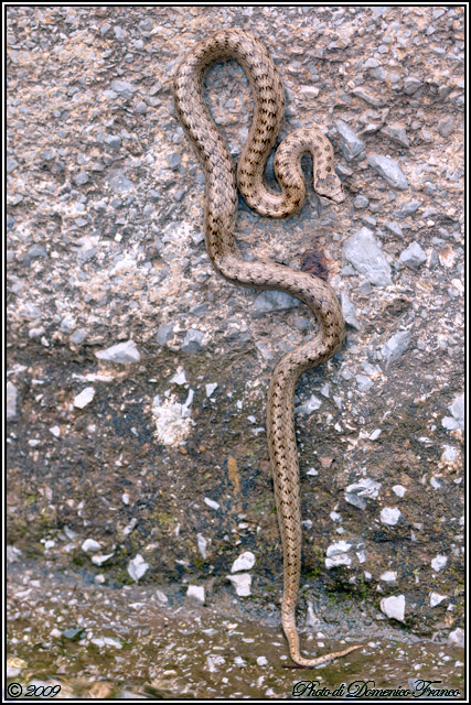 Coronella austriaca in Sicilia??