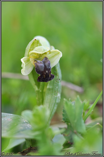 Ophrys pallida