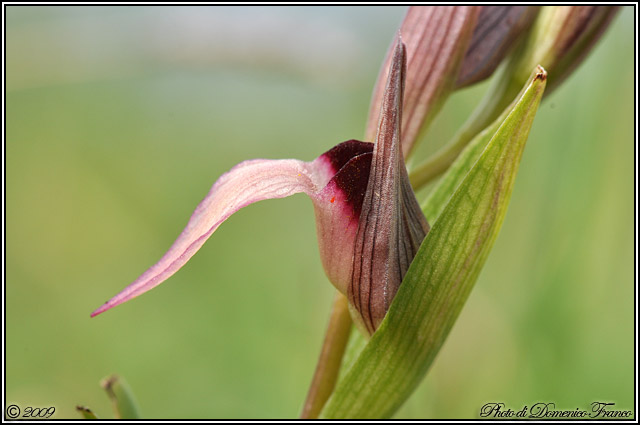 Serapias lingua