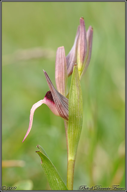 Serapias lingua