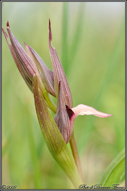 Serapias lingua