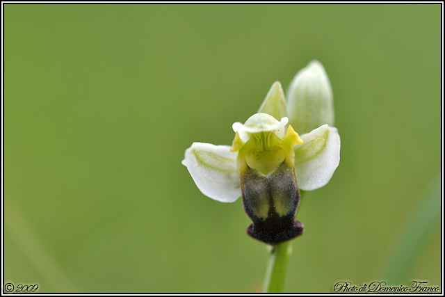 Ophrys pallida