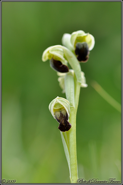 Ophrys pallida