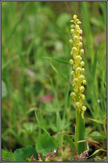 Carrellata di orchidee madonite