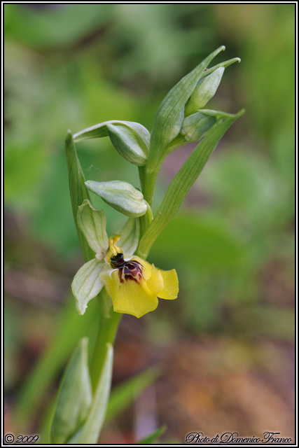 Carrellata di orchidee madonite