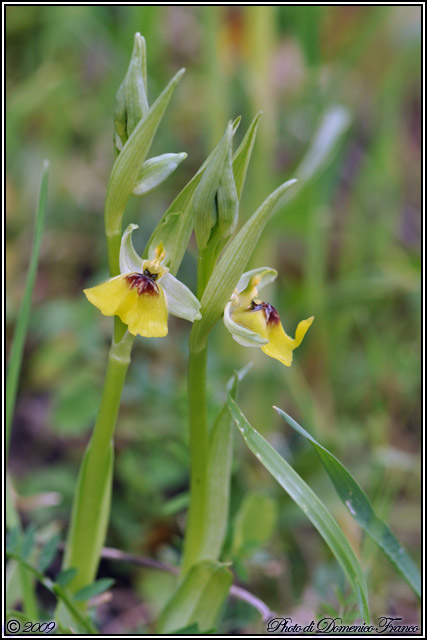 Carrellata di orchidee madonite