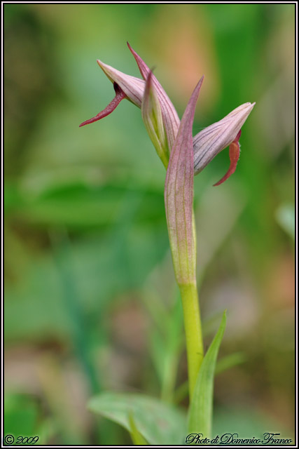 Carrellata di orchidee madonite