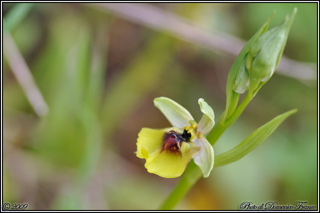 Carrellata di orchidee madonite