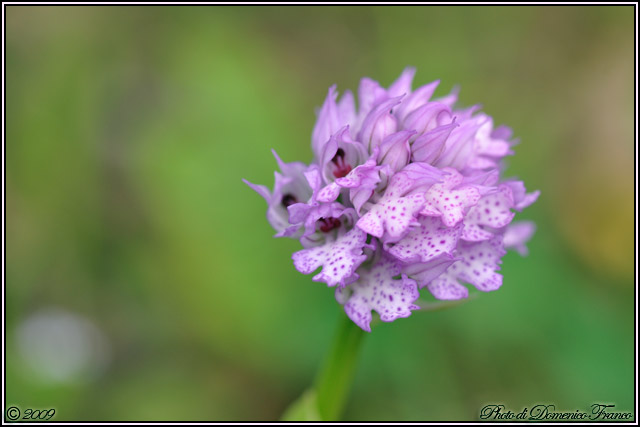 Carrellata di orchidee madonite