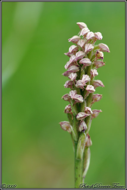 Carrellata di orchidee madonite