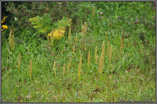 Carrellata di orchidee madonite